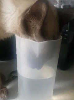 33화 책상 위의 무법자